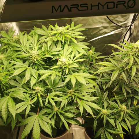 Auto Cheese Berry growlog timeline photo