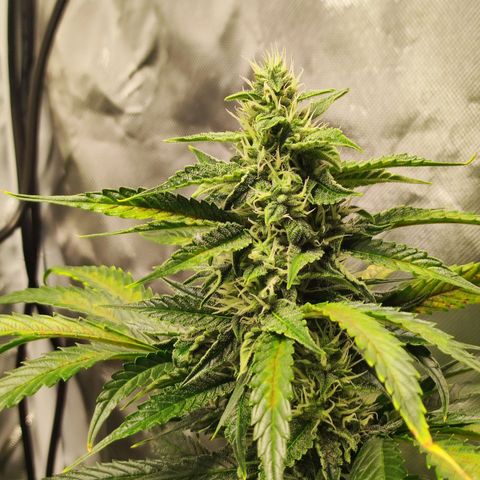 AK420 Autoflower growlog timeline photo
