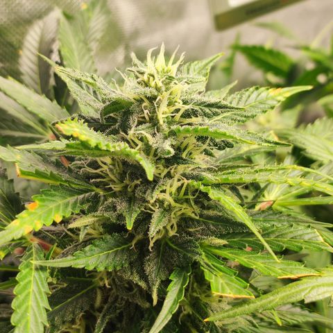 Auto Cheese Berry growlog timeline photo