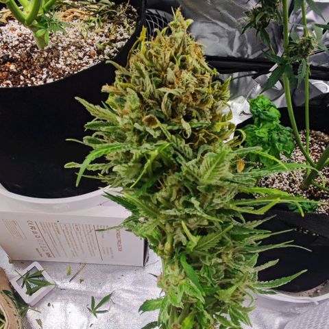 Auto Cheese Berry growlog timeline photo