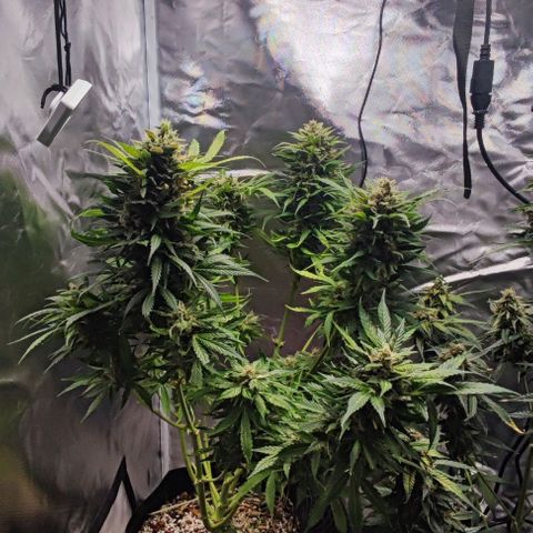 Auto Cheese Berry growlog timeline photo