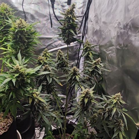 AK420 Autoflower growlog timeline photo