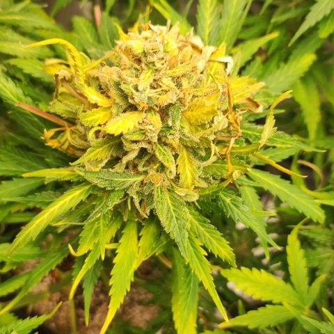 Auto Cheese Berry growlog timeline photo