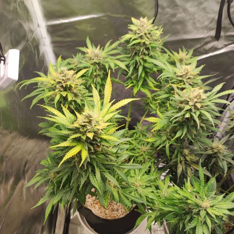 Auto Cheese Berry growlog timeline photo
