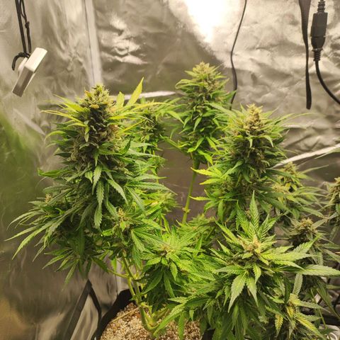 Auto Cheese Berry growlog timeline photo
