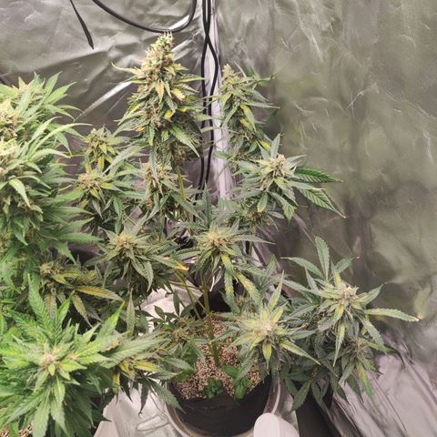 AK420 Autoflower growlog timeline photo