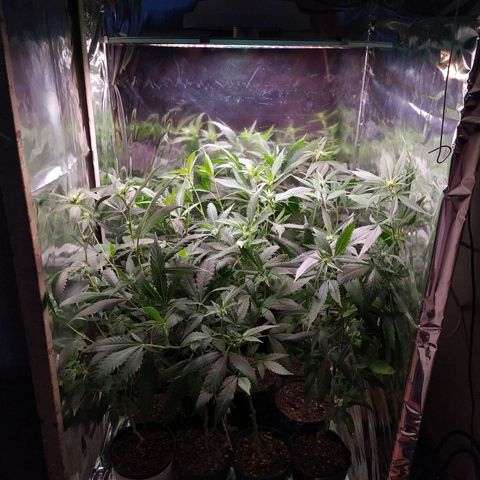 Plantas microcultivo sog growlog photo: Al día siguiente del 1° flora booster
