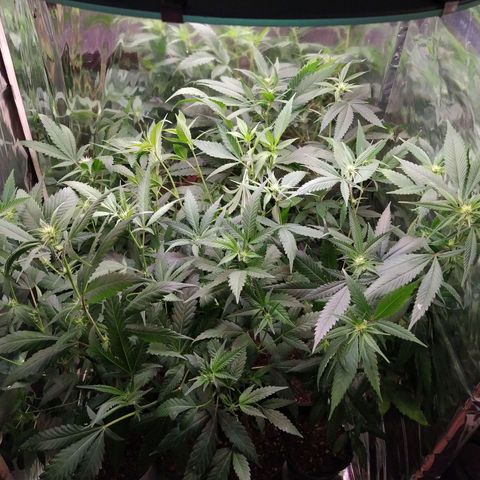 Plantas microcultivo sog growlog timeline photo