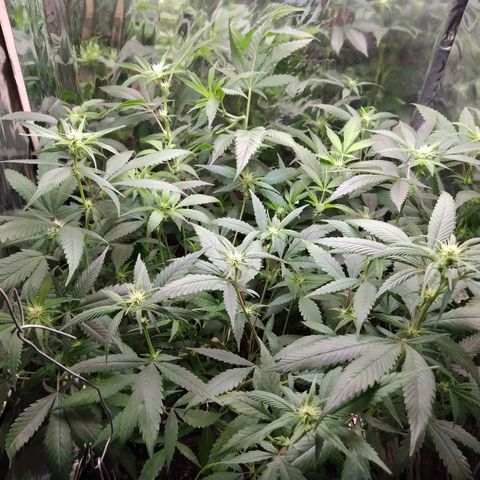 Plantas microcultivo sog growlog timeline photo