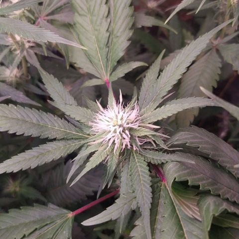 Plantas microcultivo sog growlog timeline photo
