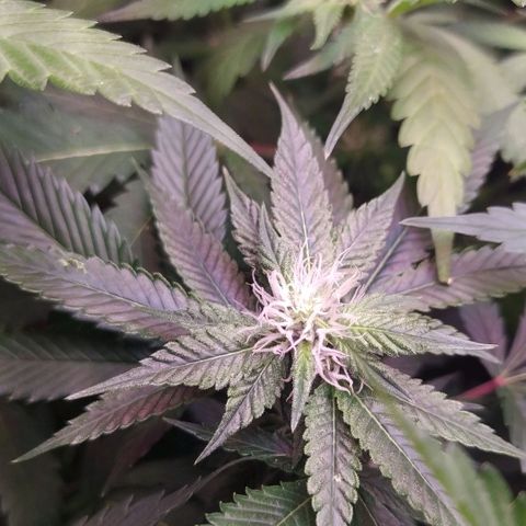 Plantas microcultivo sog growlog timeline photo