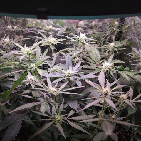 Plantas microcultivo sog growlog timeline photo
