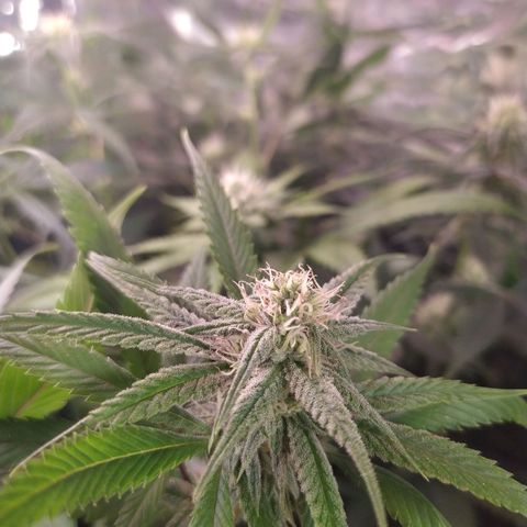 Plantas microcultivo sog growlog timeline photo