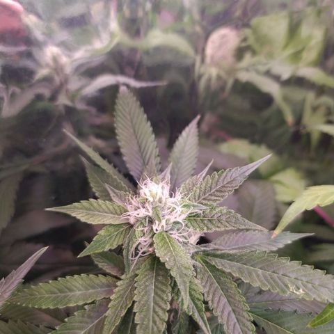 Plantas microcultivo sog growlog timeline photo