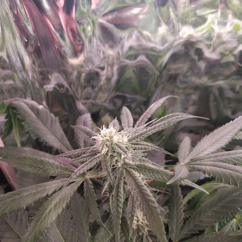 Plantas microcultivo sog growlog timeline photo