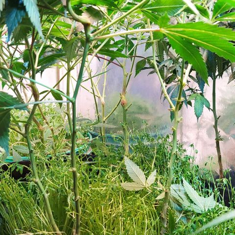 Cuarteto living soil growlog photo: Poda de bajos