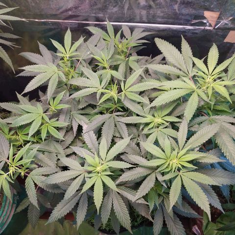 Cuarteto living soil growlog timeline photo