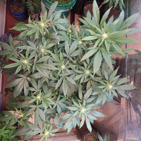 Cuarteto living soil growlog timeline photo