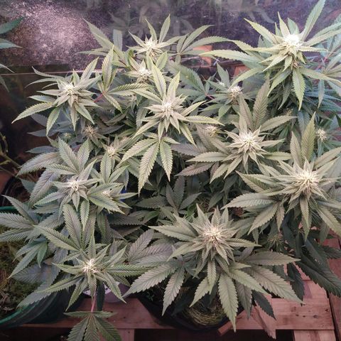 Cuarteto living soil growlog timeline photo