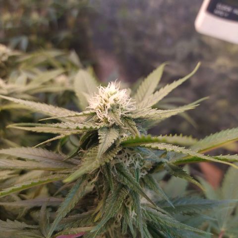 Cuarteto living soil growlog timeline photo