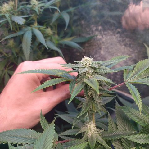 Cuarteto living soil growlog timeline photo