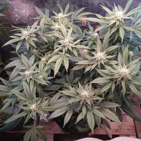 Cuarteto living soil growlog timeline photo