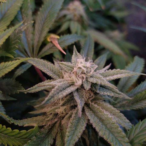 Cuarteto living soil growlog timeline photo