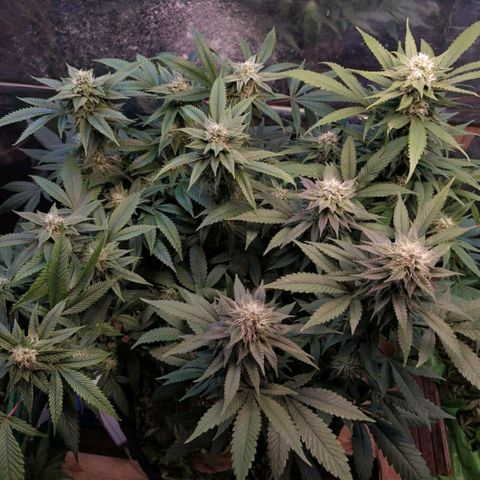 Cuarteto living soil growlog timeline photo