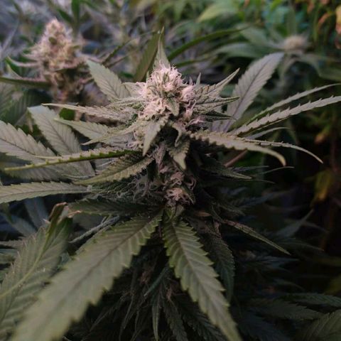 Cuarteto living soil growlog timeline photo
