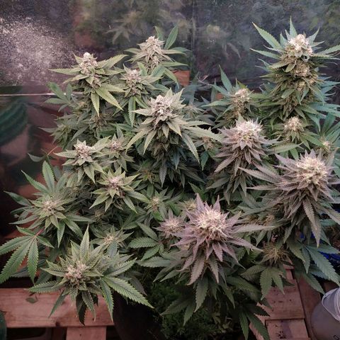 Cuarteto living soil growlog timeline photo