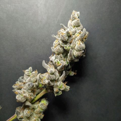 Cuarteto living soil growlog timeline photo
