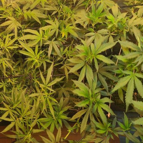 Monkey Mints x Toronja (x4) growlog photo: Luego de la defoliacion.