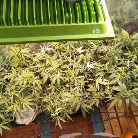 Monkey Mints x Toronja (x4) growlog photo: Antes de la defoliacion