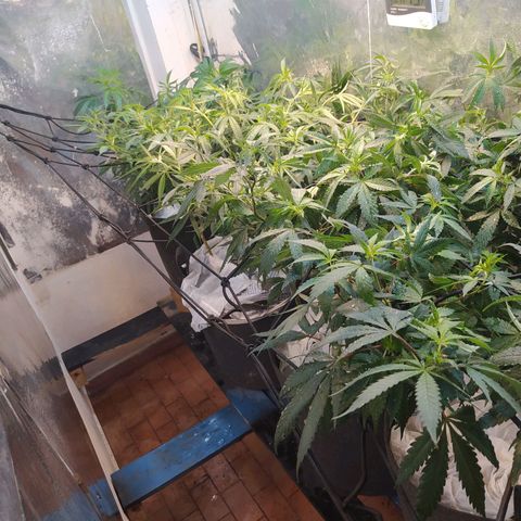 Monkey Mints x Toronja (x4) growlog photo: Antes de la defoliacion