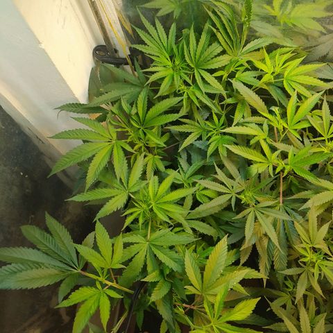Monkey Mints x Toronja (x4) growlog timeline photo