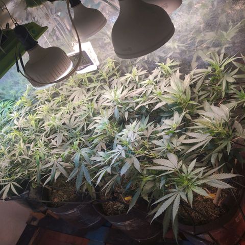 Monkey Mints x Toronja (x4) growlog timeline photo