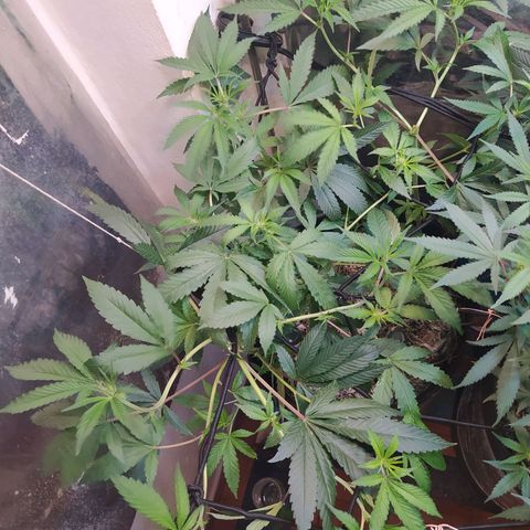 Monkey Mints x Toronja (x4) growlog timeline photo