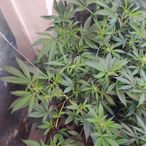 Monkey Mints x Toronja (x4) growlog timeline photo