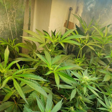 Monkey Mints x Toronja (x4) growlog timeline photo