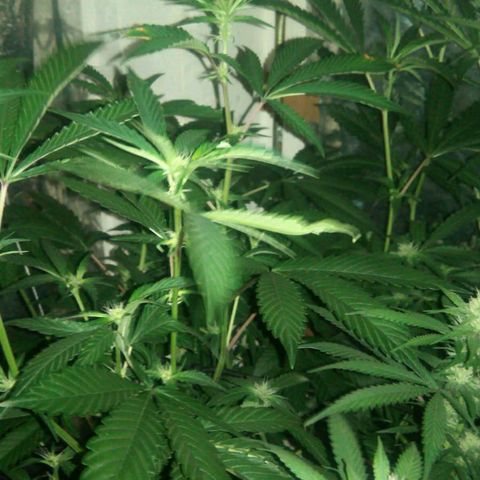Monkey Mints x Toronja (x4) growlog photo: En esta semana pegaron un estirón fuerte. Entre el 24 y hoy crecieron hasta tocar el foco.