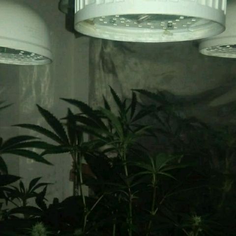 Monkey Mints x Toronja (x4) growlog photo: Estiramiento grotesco en preflora