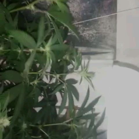 Monkey Mints x Toronja (x4) growlog photo: Estiramiento grotesco en preflora