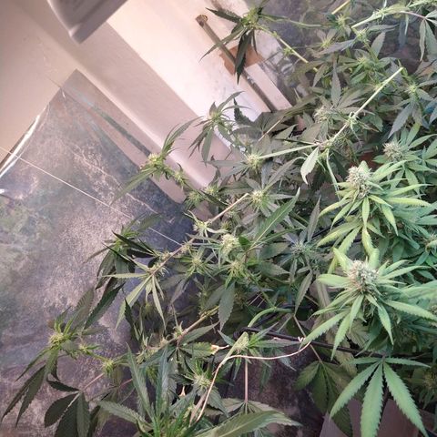 Monkey Mints x Toronja (x4) growlog timeline photo