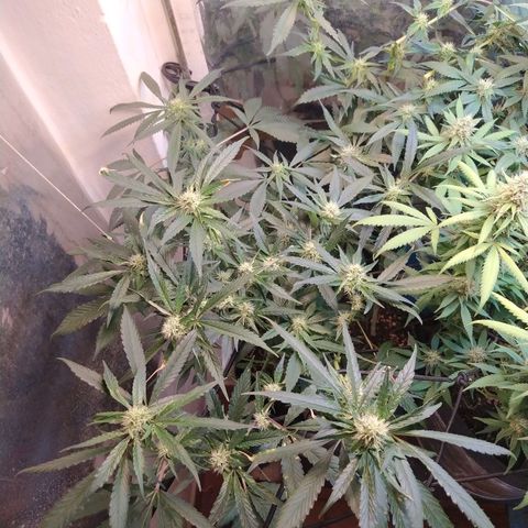 Monkey Mints x Toronja (x4) growlog timeline photo