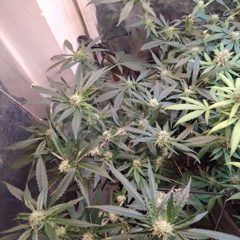Monkey Mints x Toronja (x4) growlog timeline photo