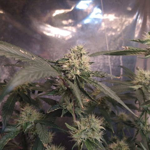 Monkey Mints x Toronja (x4) growlog timeline photo