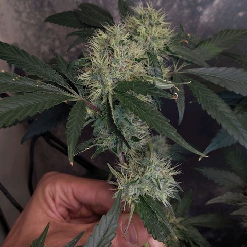 Monkey Mints x Toronja (x4) growlog timeline photo