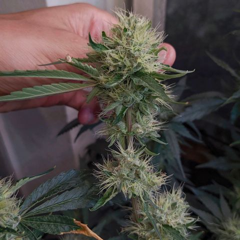 Monkey Mints x Toronja (x4) growlog timeline photo