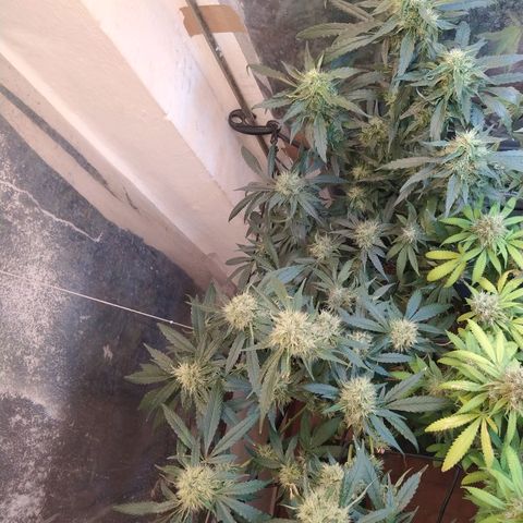 Monkey Mints x Toronja (x4) growlog timeline photo