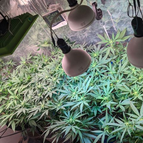 Maceta 2 (2y2, SFLK, BH, S DESTRO, Chemp) growlog timeline photo